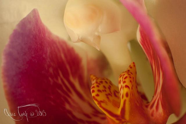 The Head of an Orchid #2