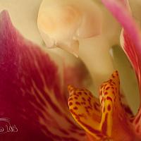 The Head of an Orchid #2